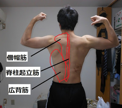 トレ 広 背筋 筋 背筋を鍛え背中美人！広背筋・脊柱起立筋・僧帽筋の部位別筋トレ7選